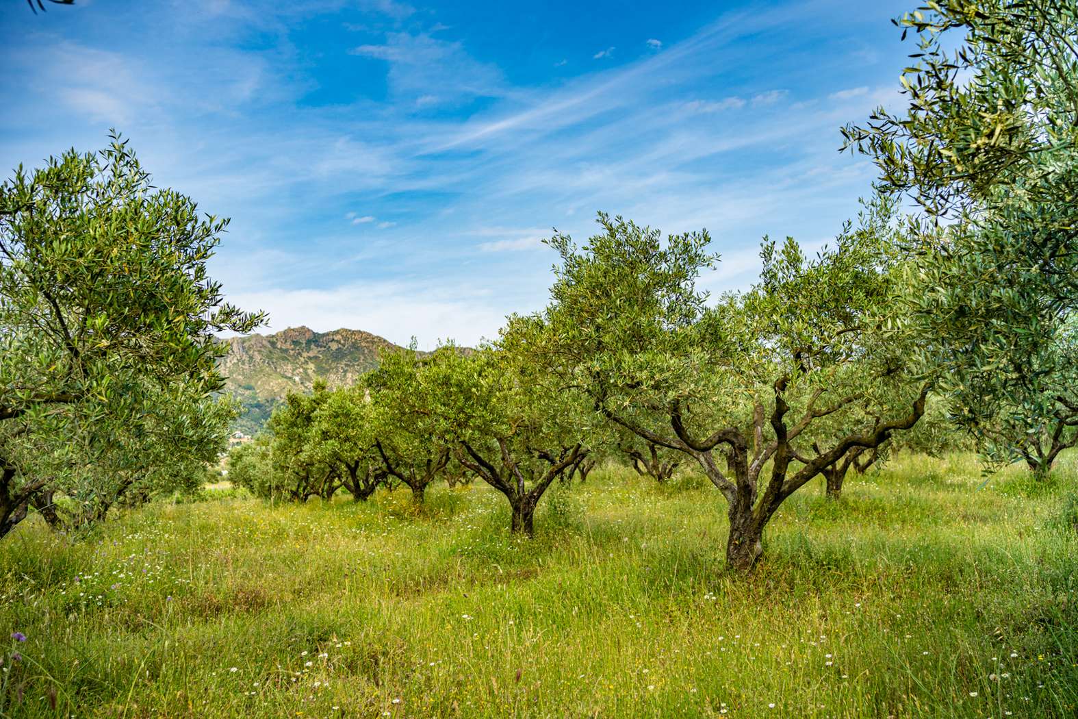 Productes - Oliva Verge -Camps